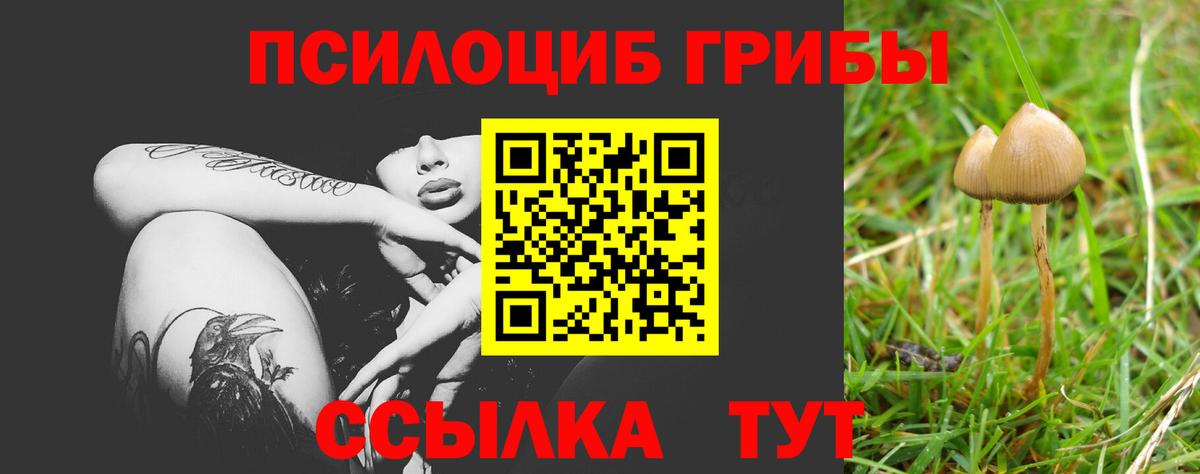 Псилоцибиновые грибы Cubensis  Ливны  Псилоцибиновые грибы прущие грибы 